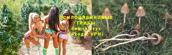 крисы Осинники