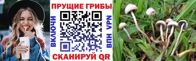 где купить наркотик  Славгород  KRAKEN зеркало  Псилоцибиновые грибы Cubensis 